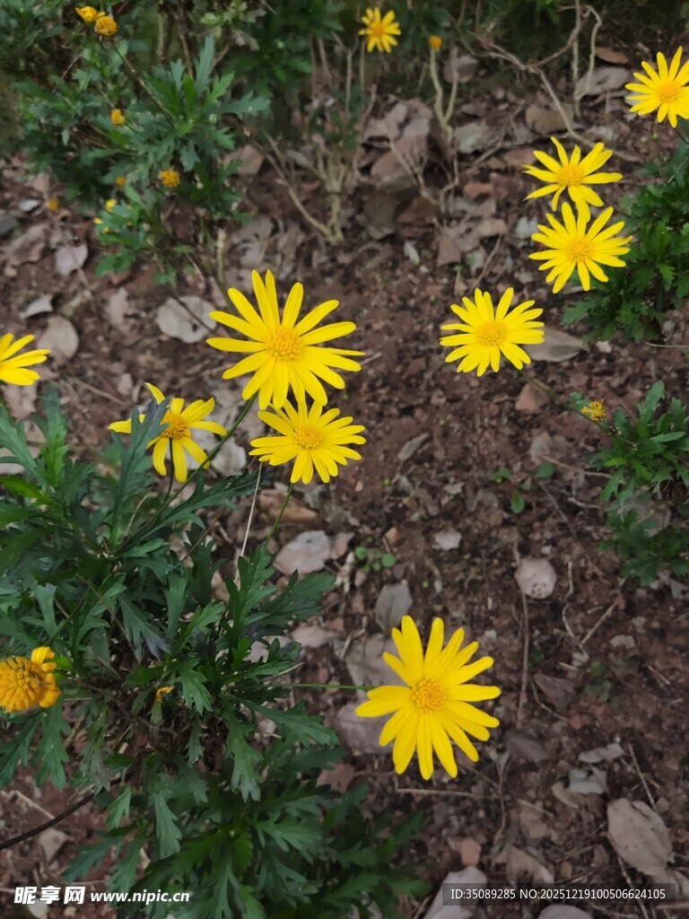 野外绽放的黄色小花