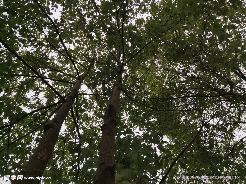 仰视茂密树林中的高大树木