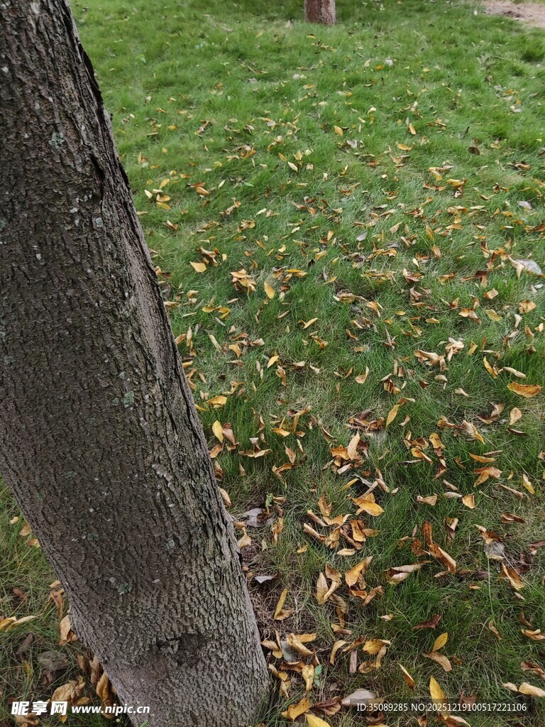 树干旁的草地与落叶