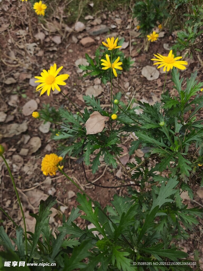 石缝间绽放的黄色小花
