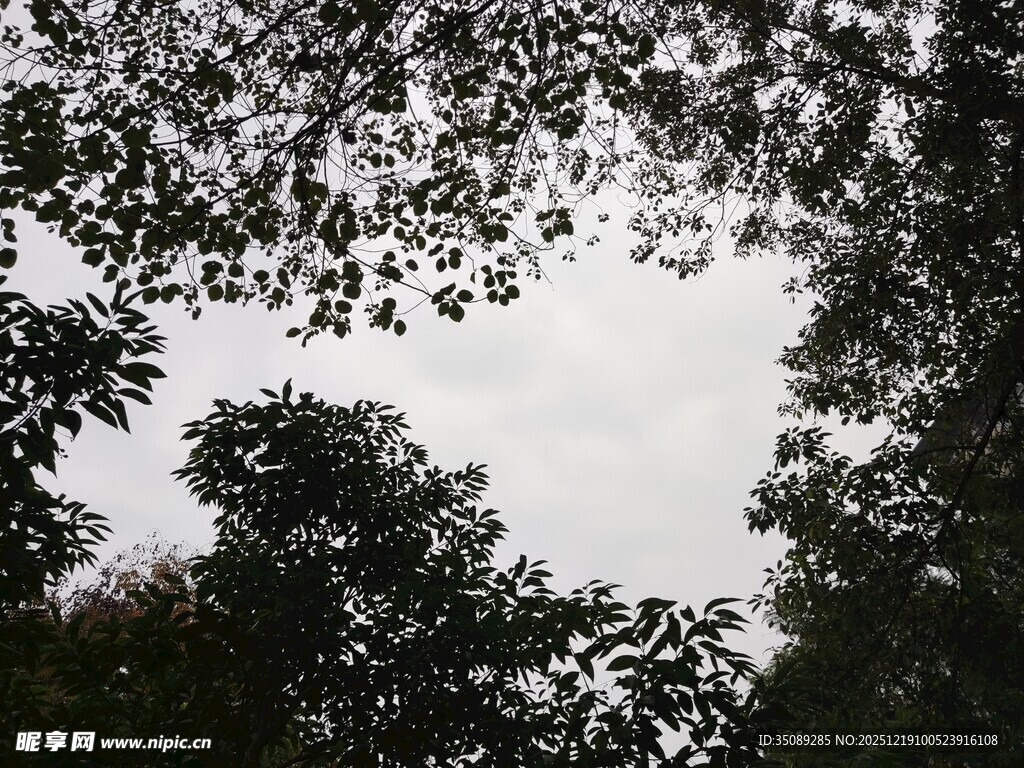 仰视树冠下的灰白天空