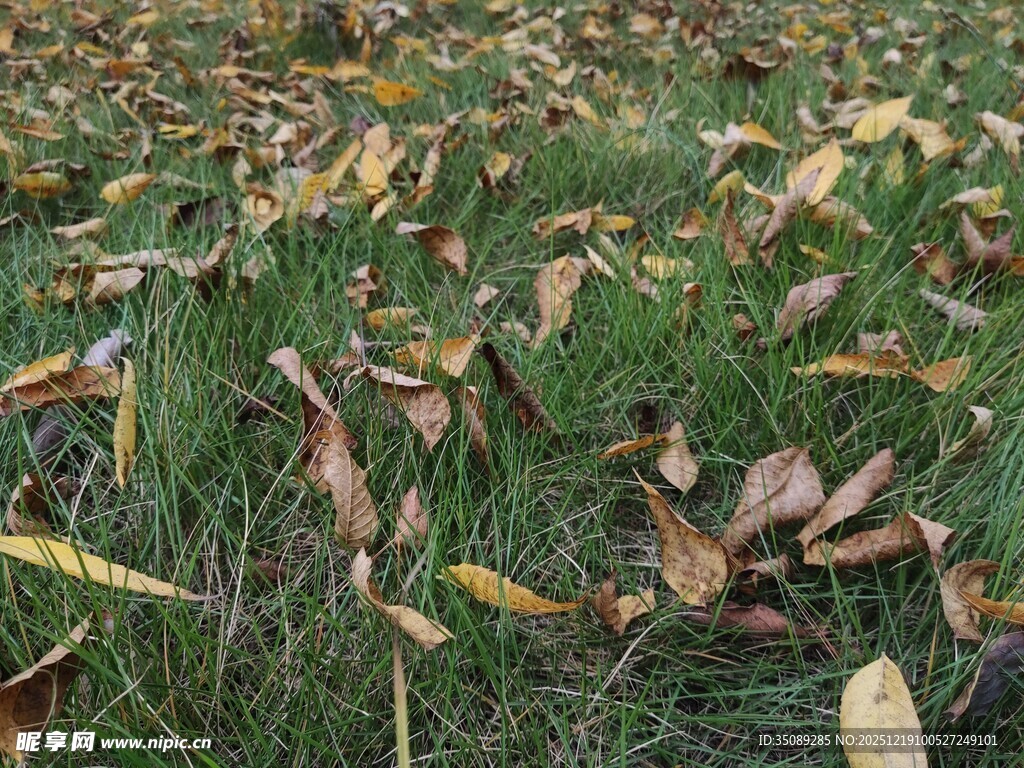 草地上的枯黄落叶