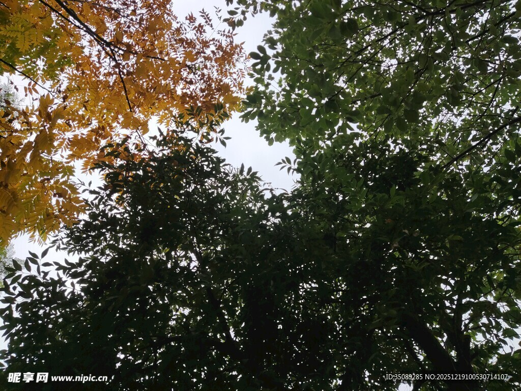 秋日林间树梢景致