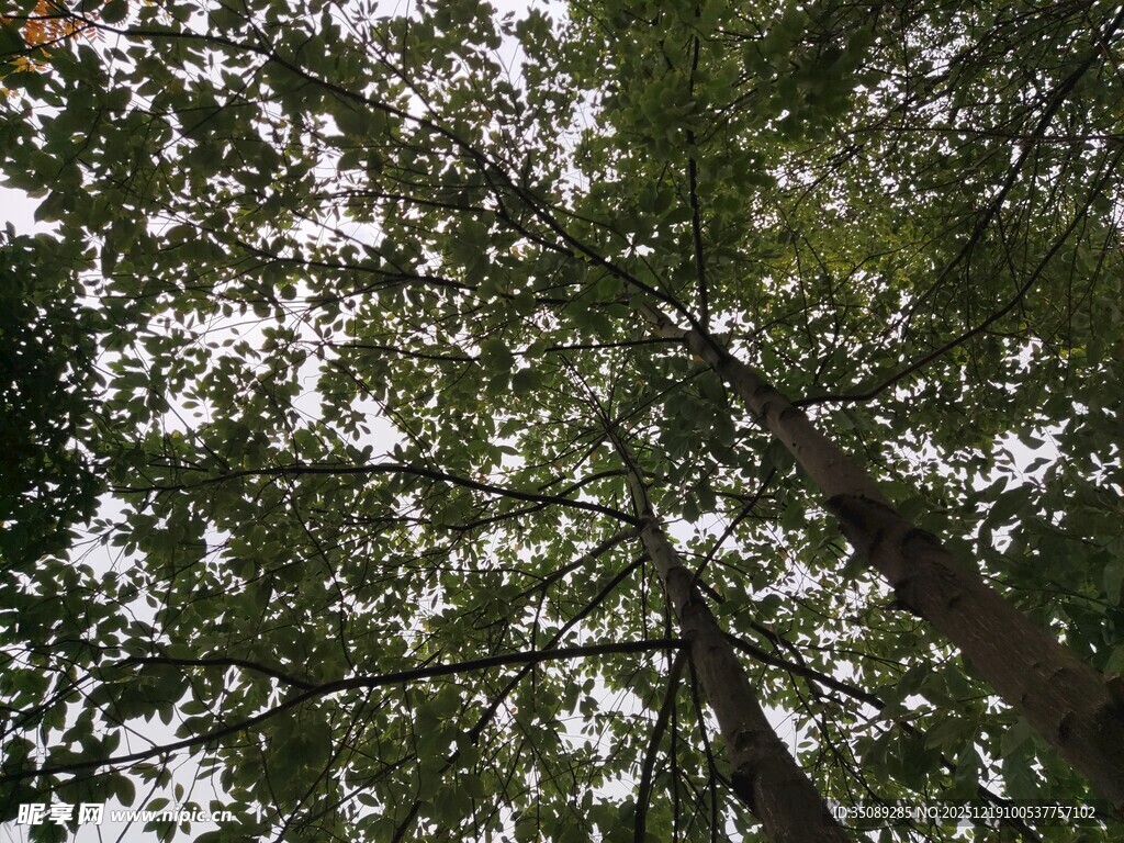 仰视茂密树林树冠