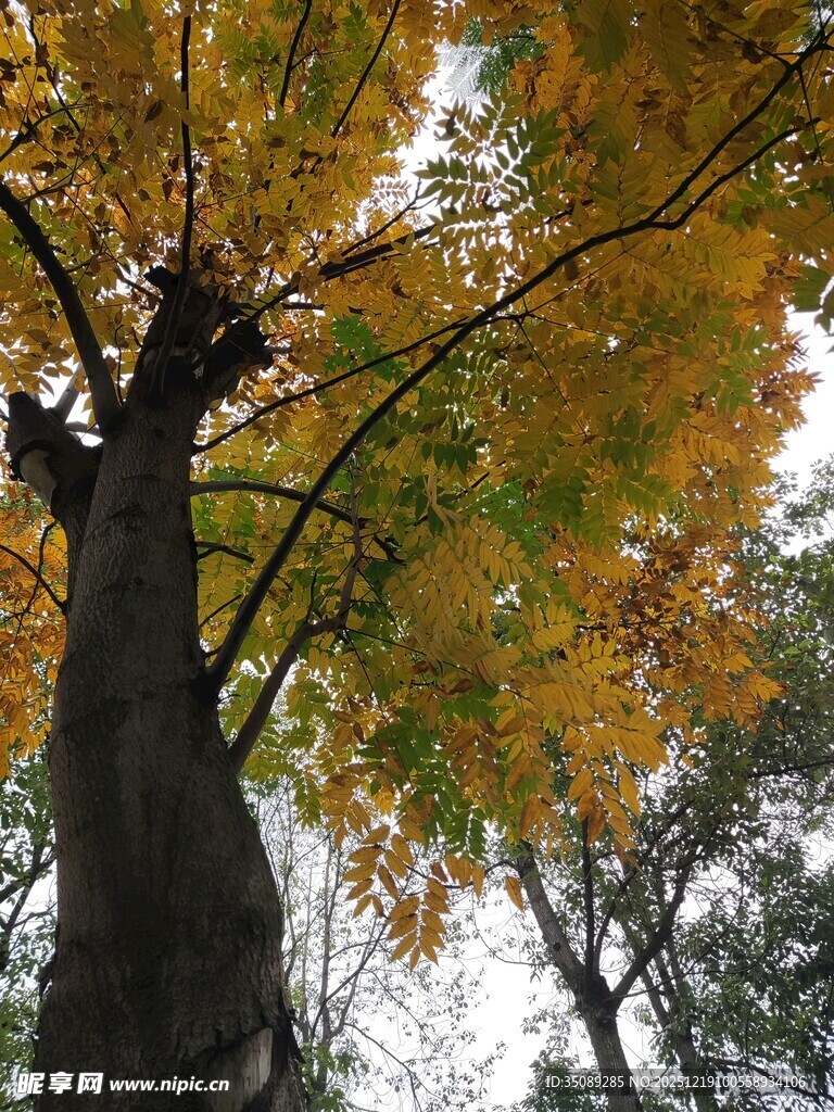 秋日大树的斑斓树冠