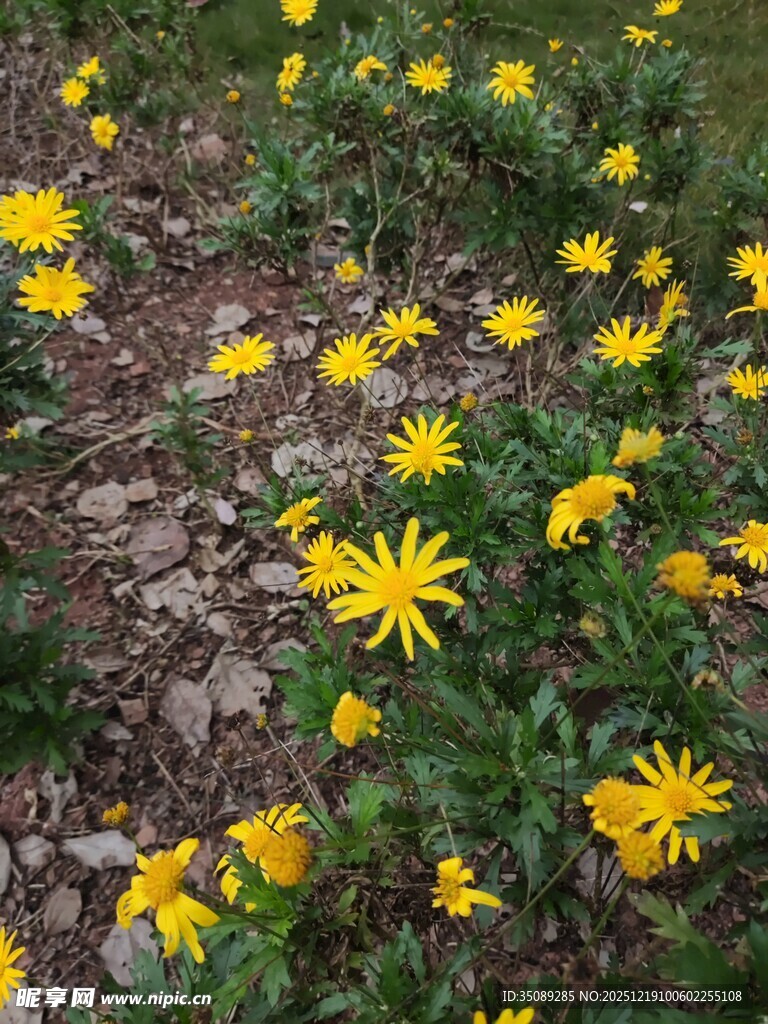野外绽放的黄色小花