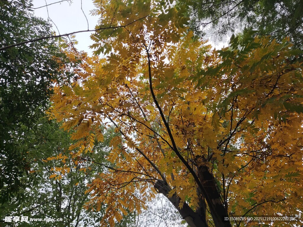 秋日金黄树叶的树木景观