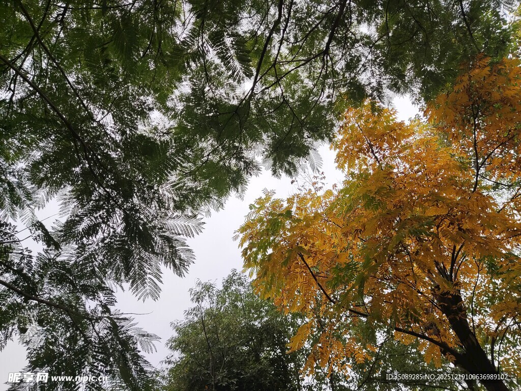 秋日林间斑斓树冠