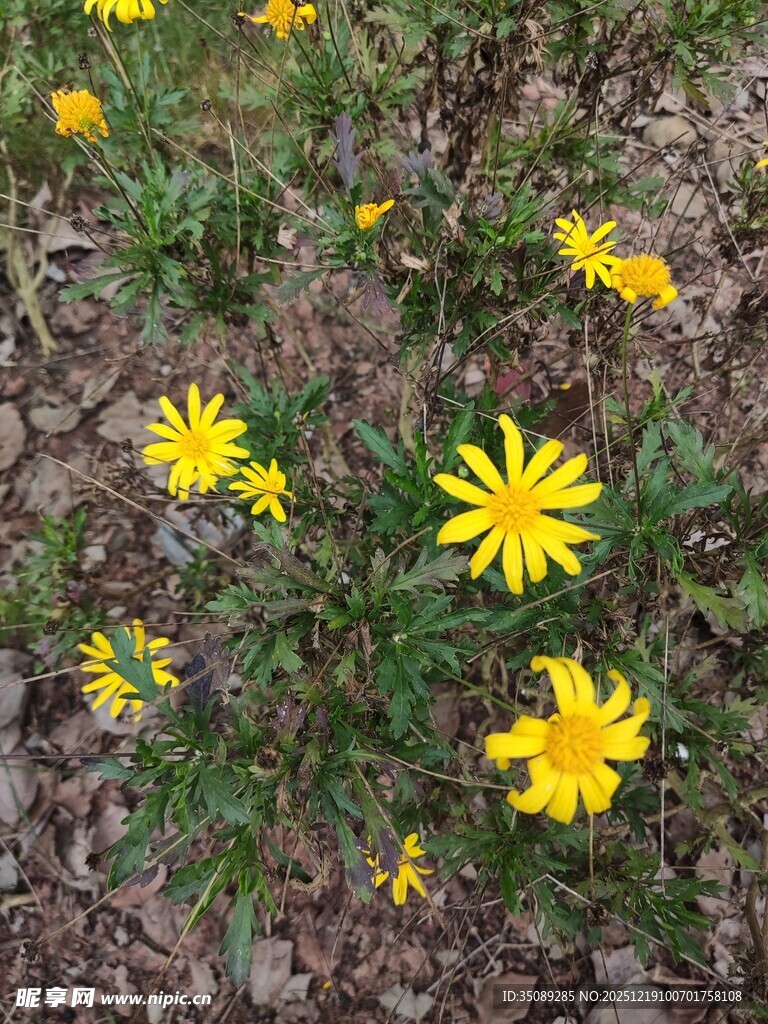 地面绽放的黄色小野花