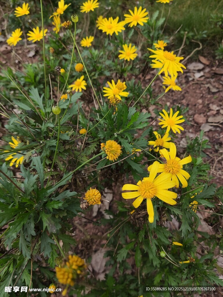 黄色小花绽放于绿叶间