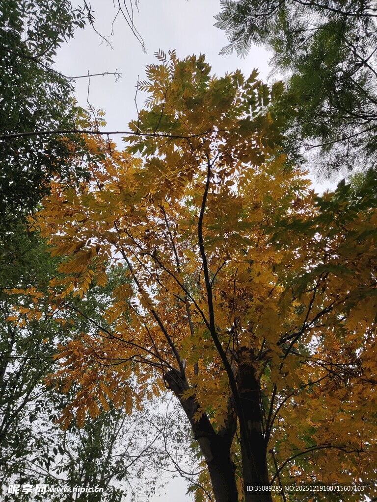 秋日斑斓树木景致