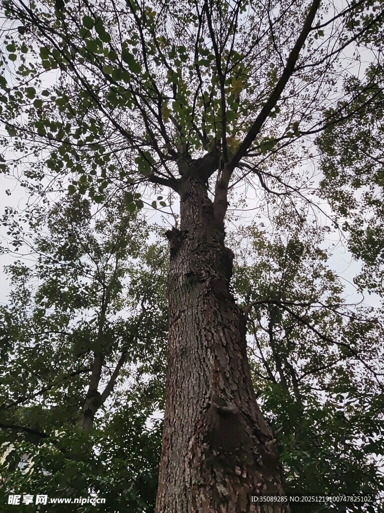 高大挺拔的森林树木