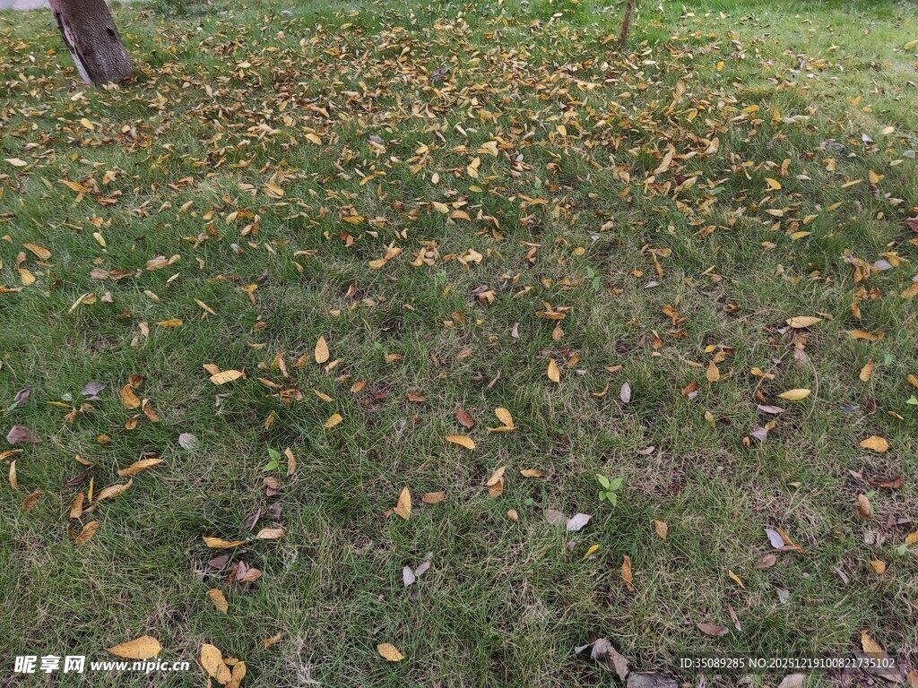 草地上散落的枯黄树叶