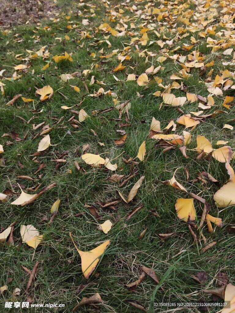 草地铺洒金黄银杏落叶