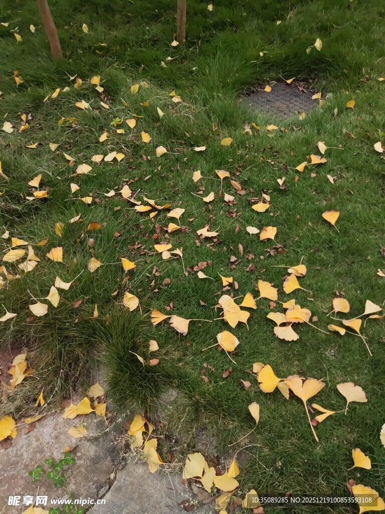 落叶铺地的静谧林间景象