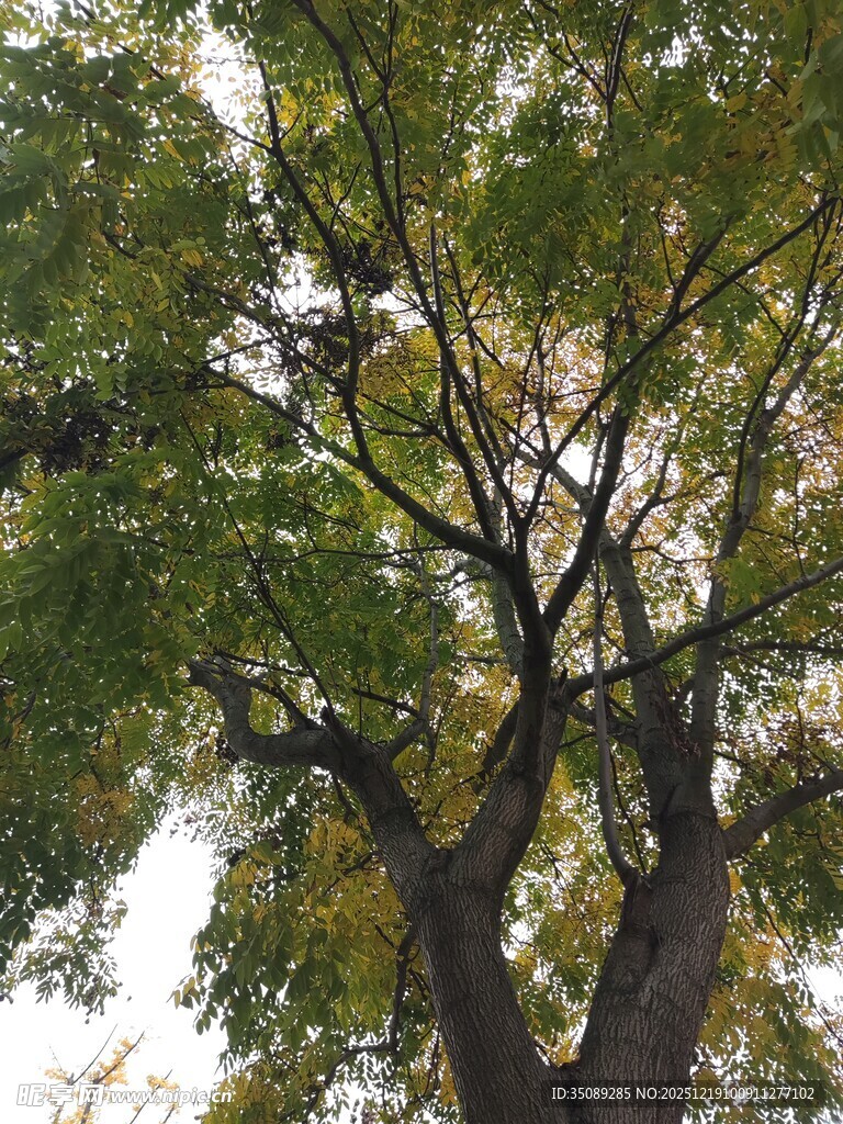 繁茂大树展现蓬勃生机