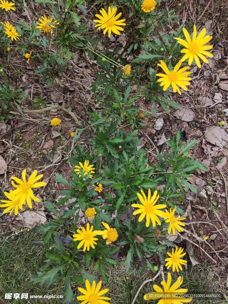 黄色小花绽放于土地间
