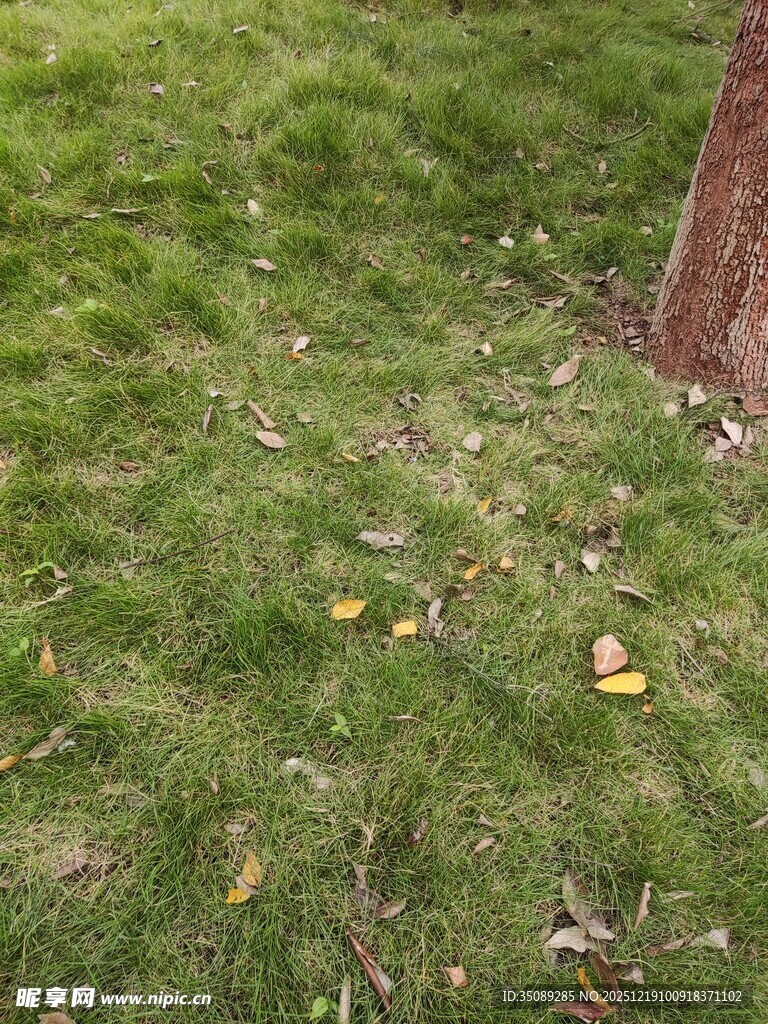 树下草地散落着黄色果实