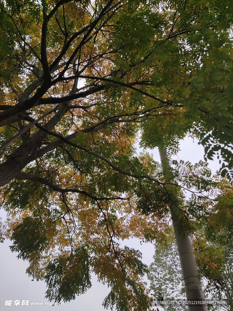 仰视秋日斑斓树木