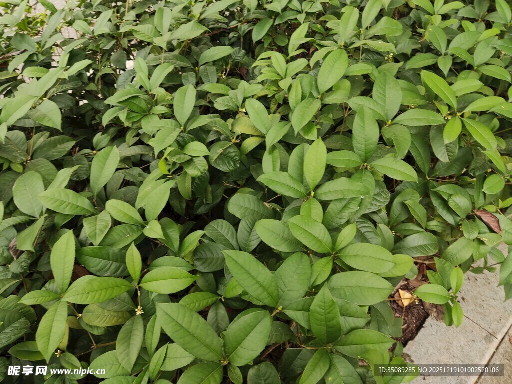 翠绿繁茂的低矮绿植