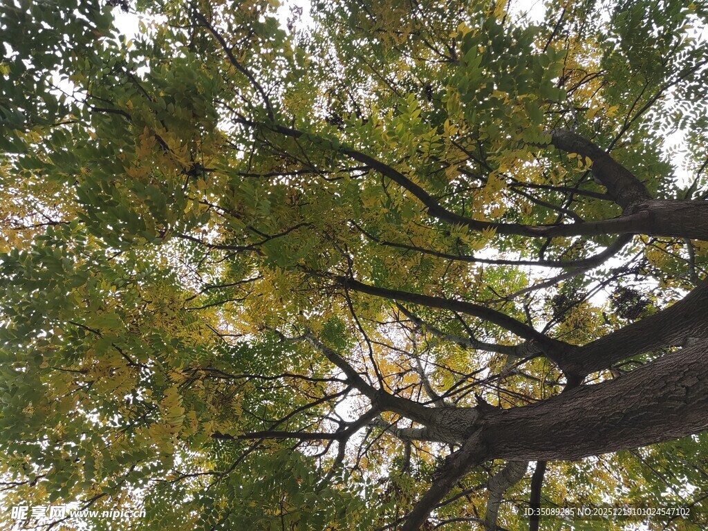 秋日树冠枝叶繁茂景象