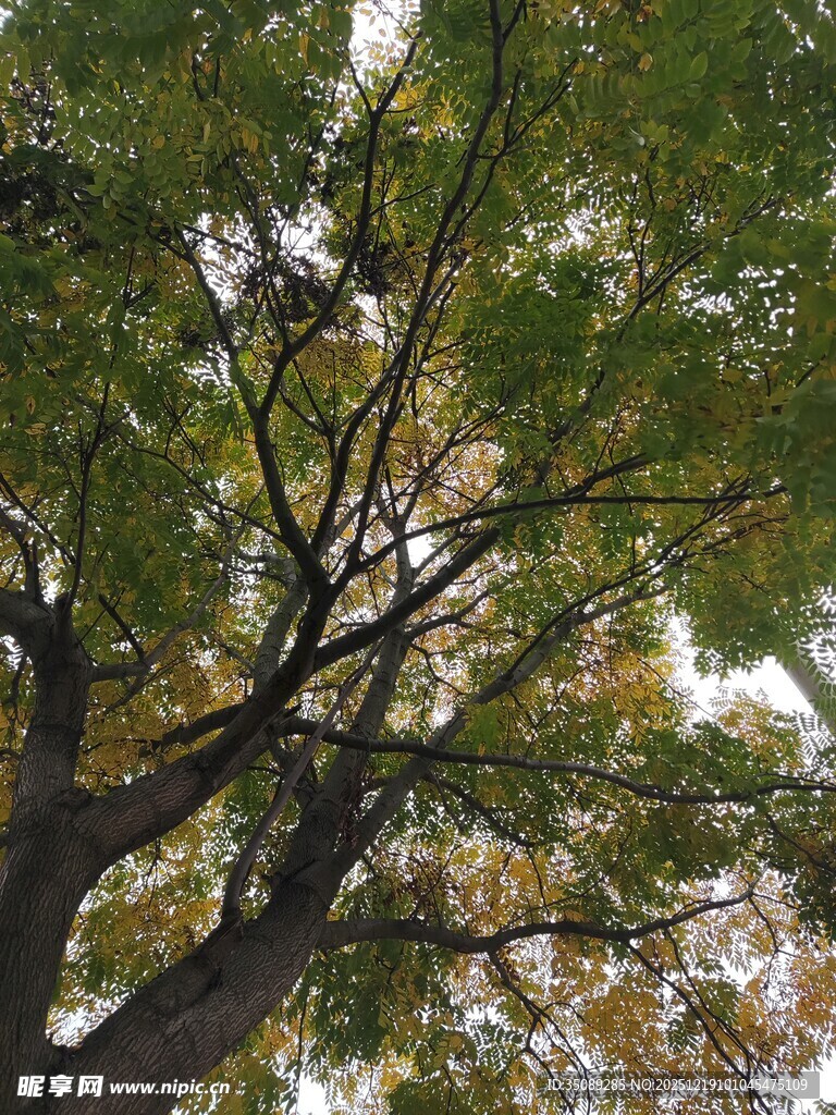 秋日树冠下的斑驳光影