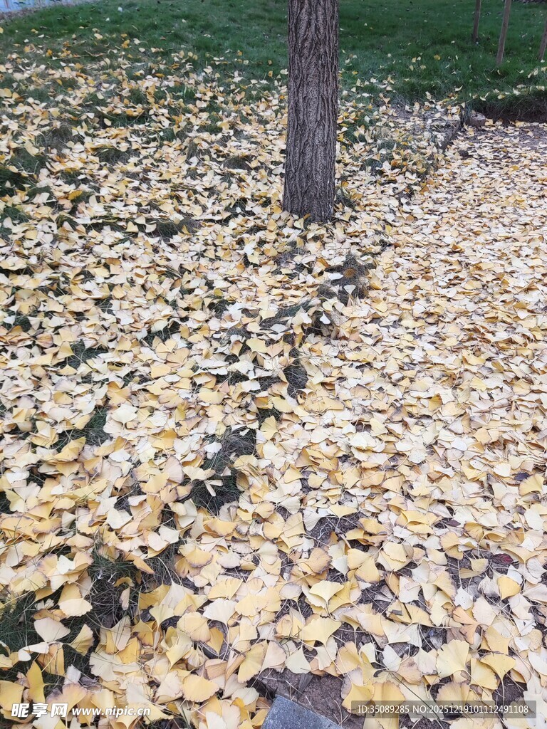 树下金黄落叶铺满地面
