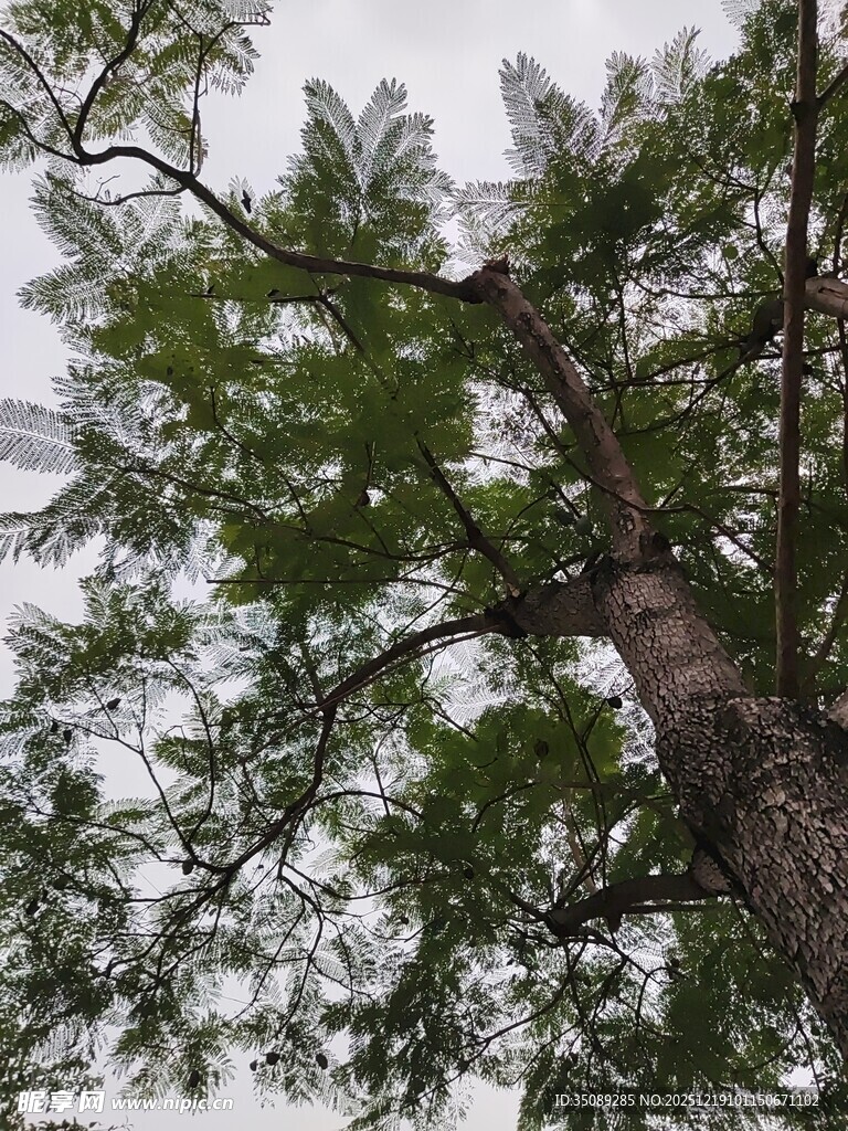 仰视挺拔翠绿的高大树木