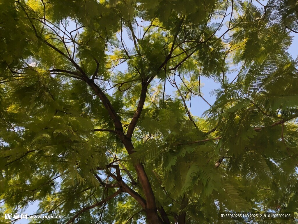 仰视茂密繁茂的绿树树冠