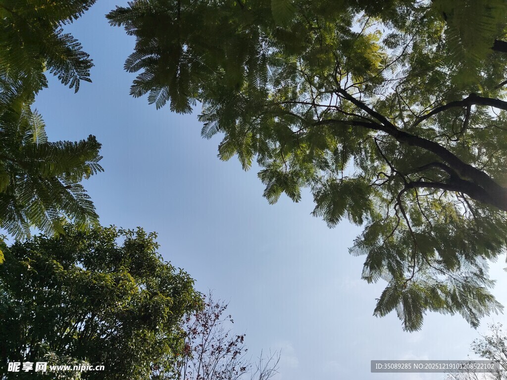 仰视蓝天绿树的自然景致