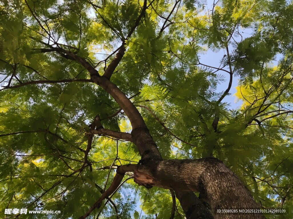 仰视繁茂大树树冠