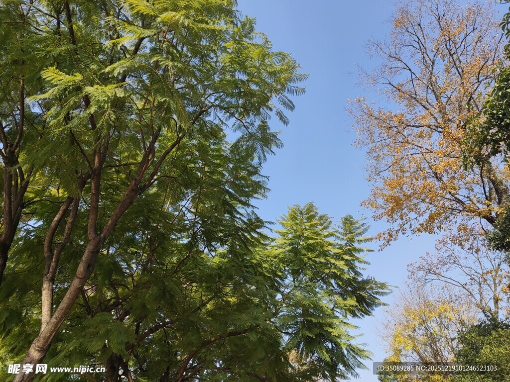 蓝天映衬下的繁茂树林