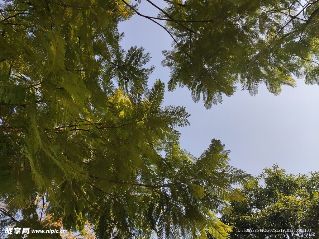 仰视繁茂绿树树冠