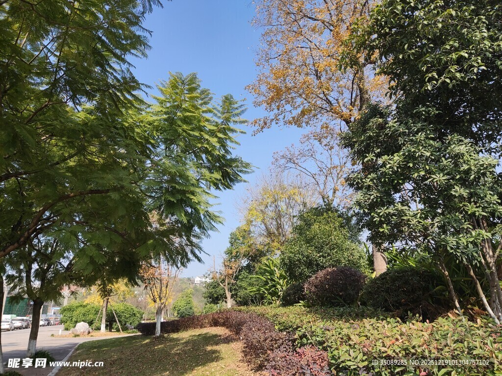 秋日林荫小道美景