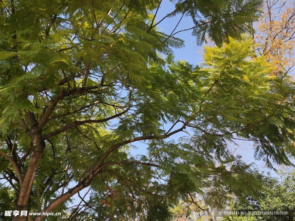 繁茂绿树展现自然生机