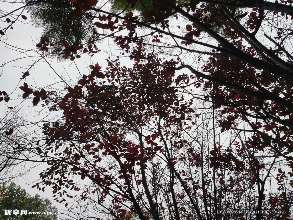 冬日红叶树枝景象