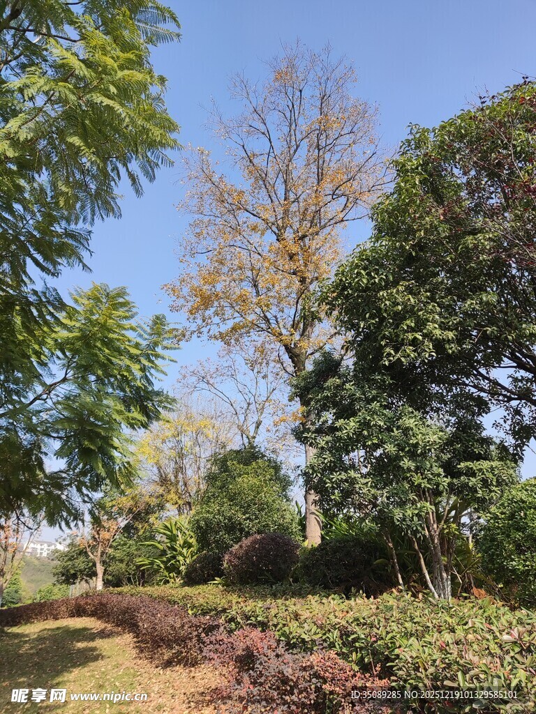 户外绿树成荫的美丽景致