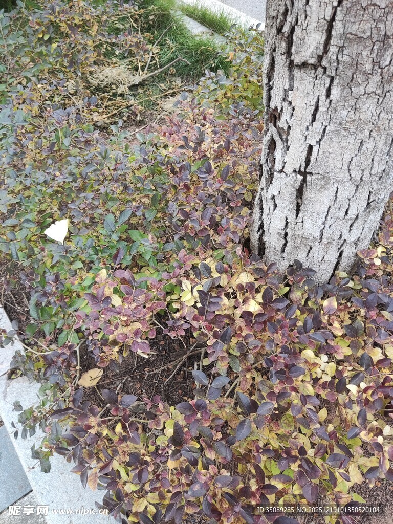 树下多彩落叶景观