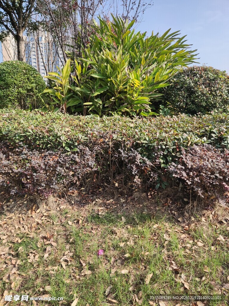 园林绿植景观一角