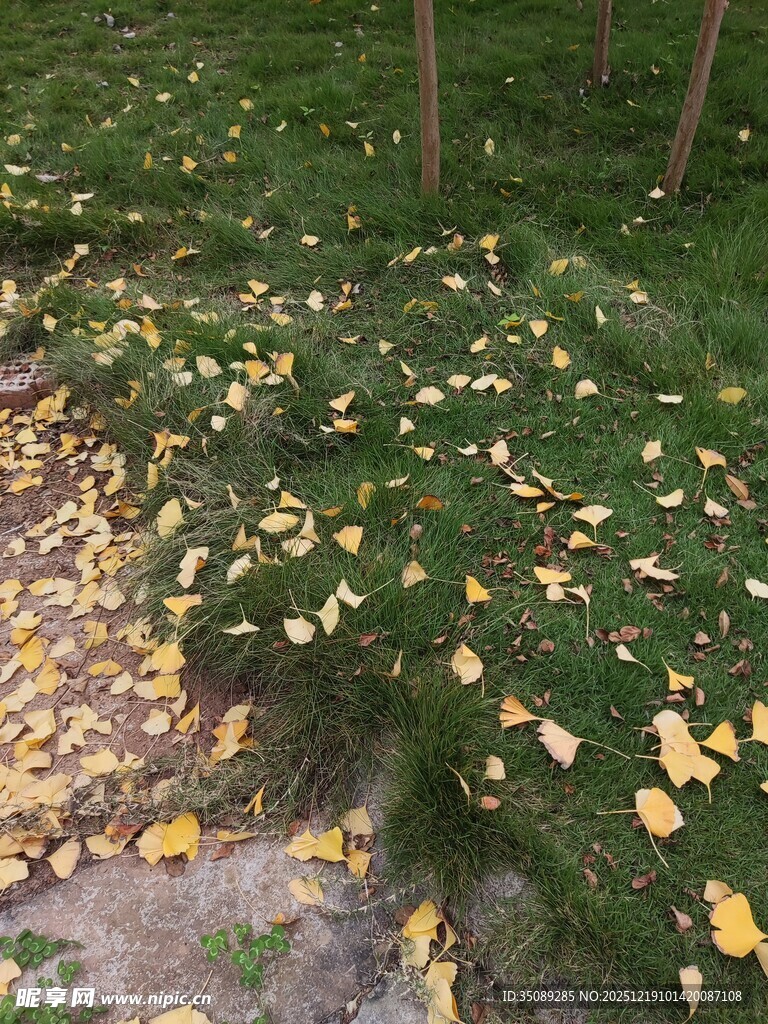 秋日草地落叶景致