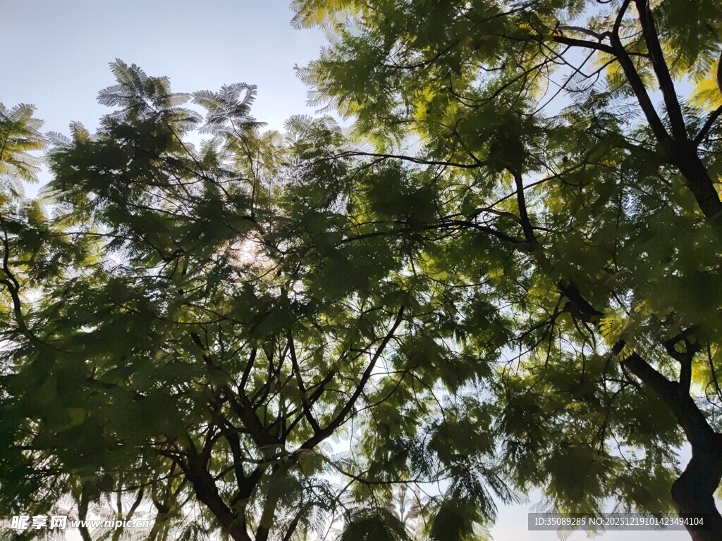 阳光下的繁茂绿树