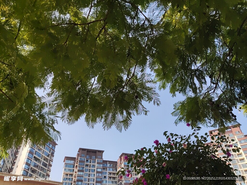 绿树掩映下的城市高楼