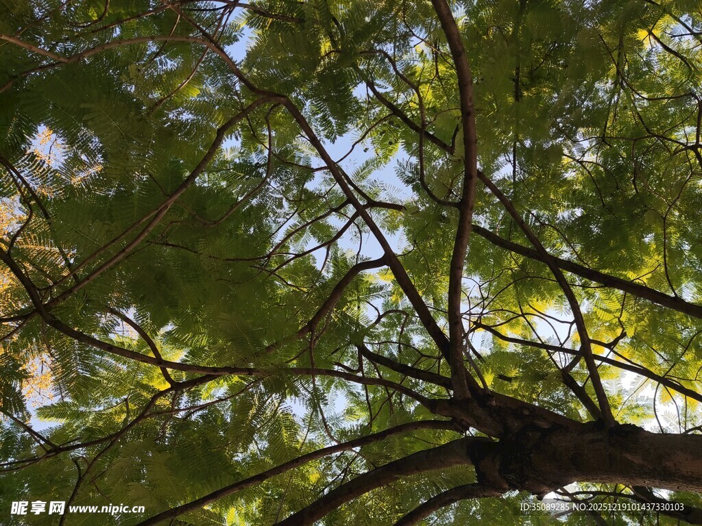 仰视繁茂枝叶的翠绿树冠