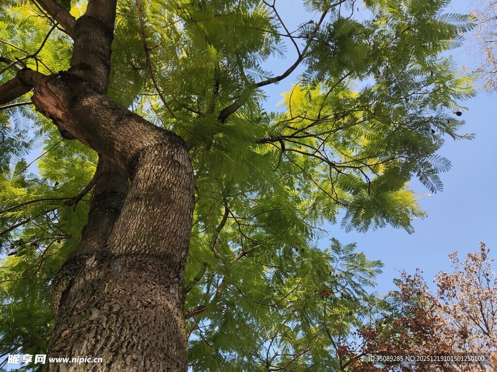 仰视下的繁茂大树