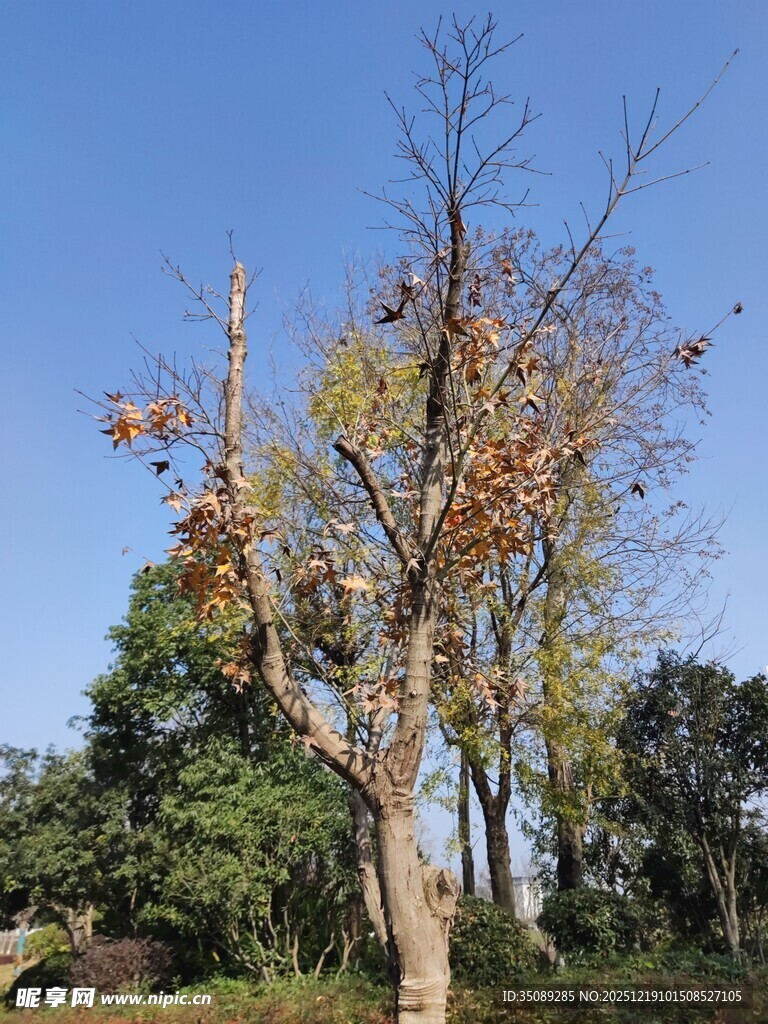 秋日枯树与周边绿植景观