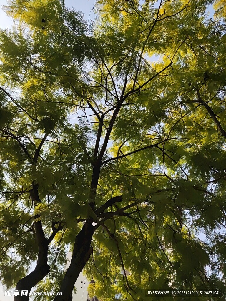 阳光下的繁茂树枝