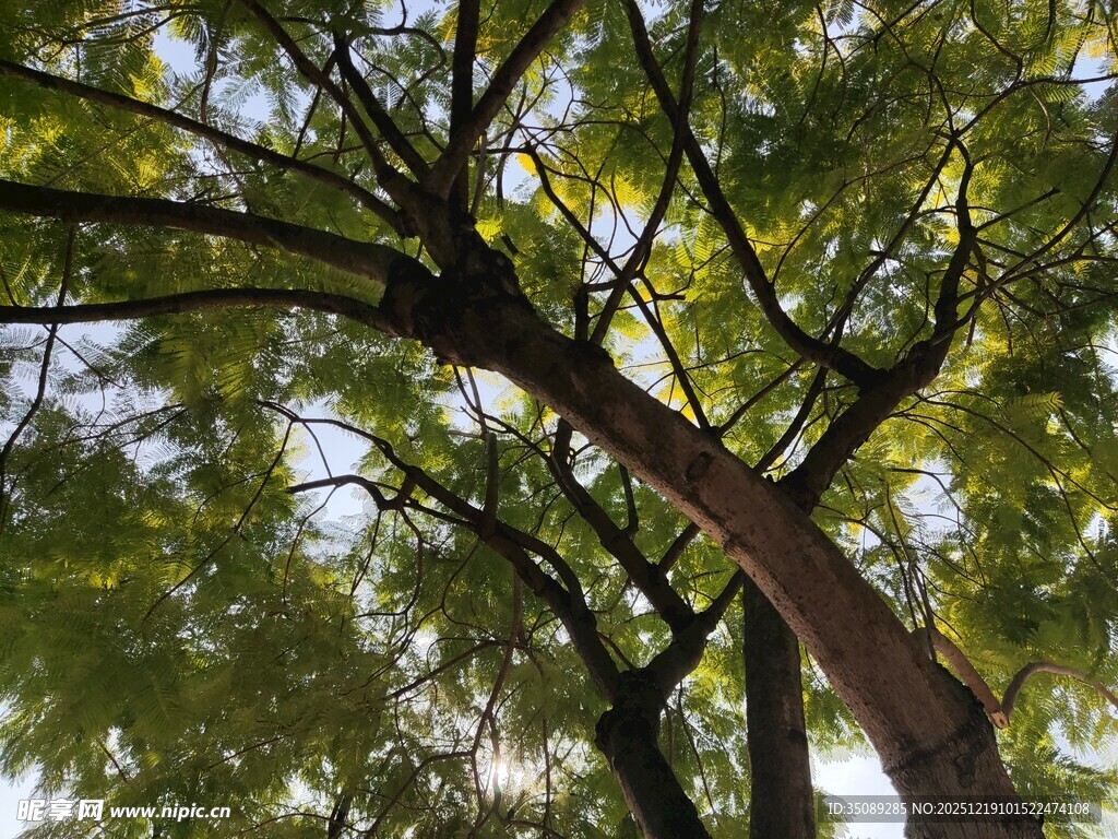 繁茂绿树展现自然生机