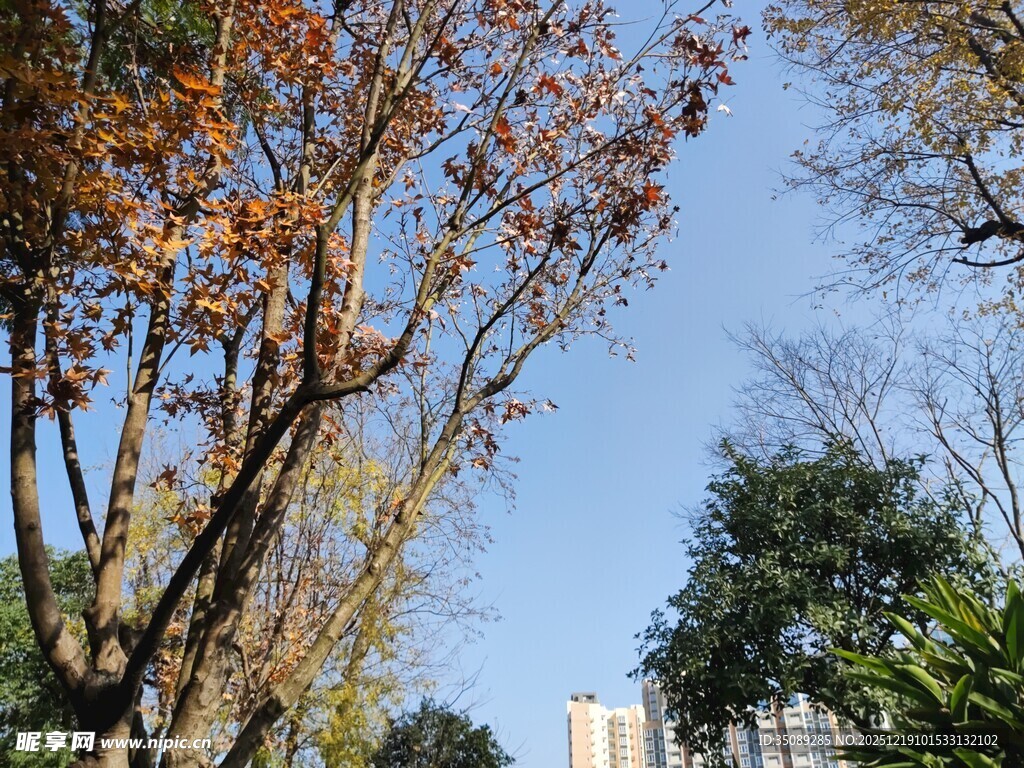 秋日树梢与蓝天景致