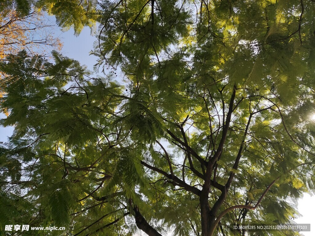 枝叶繁茂的绿树