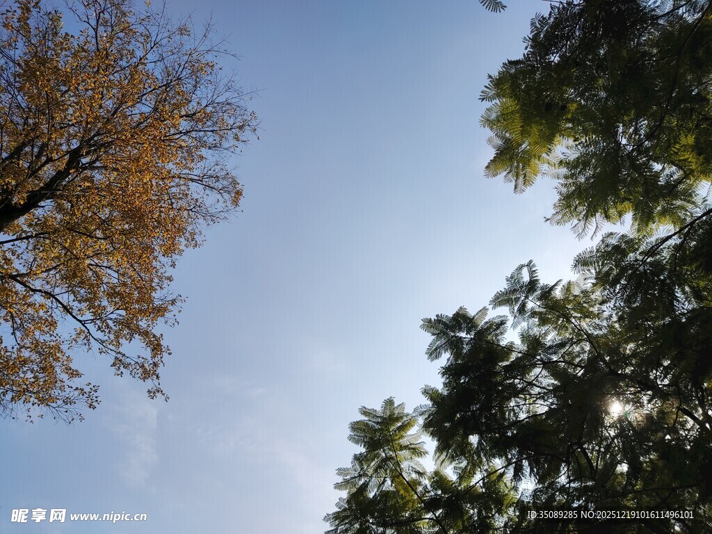 仰望秋日树梢蓝天美景